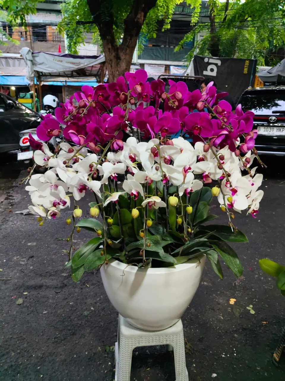 Bunga Anggrek Bulan